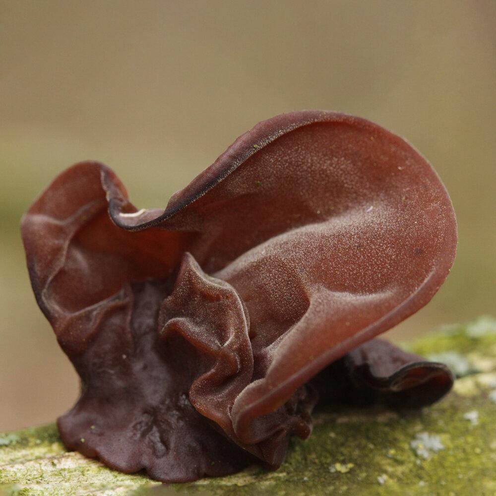 auricularia auricula georgia