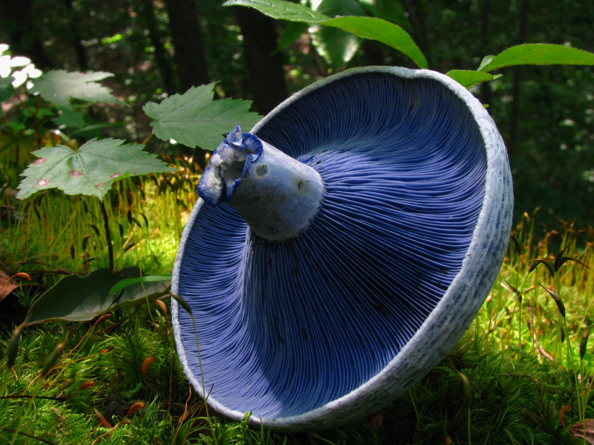 indigo milk cap habitat