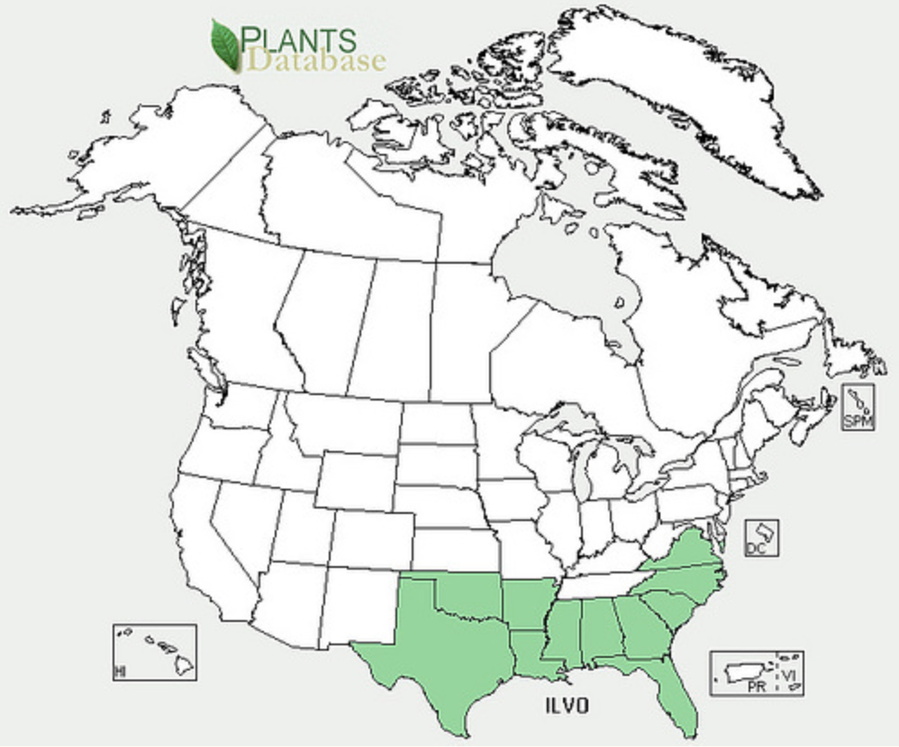 Yaupon grows in the Southeast United States.