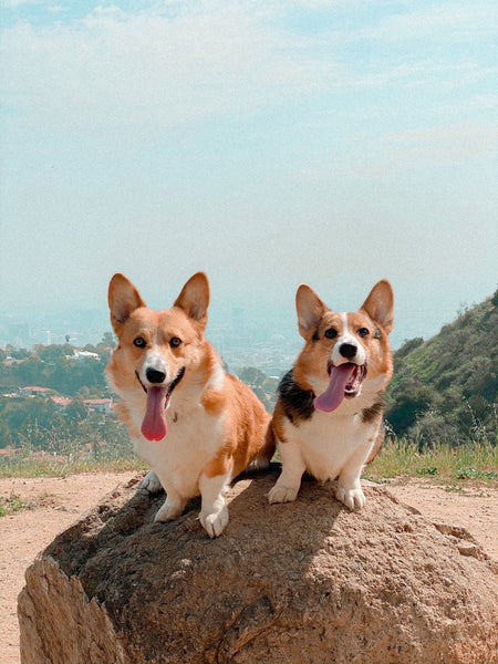 2 small dogs at the top of Runyon Park 