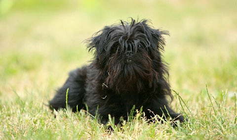  A small black Affenpinscher dog laying down in the park 