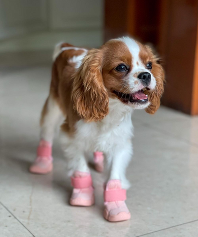 Cavalier King Charles Spaniel dog wearing pink dog sneakers.  