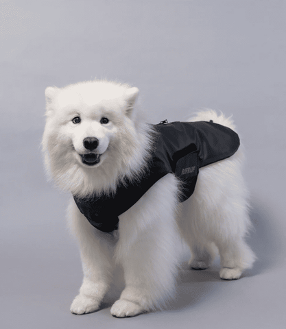 Dog Rain Coats
