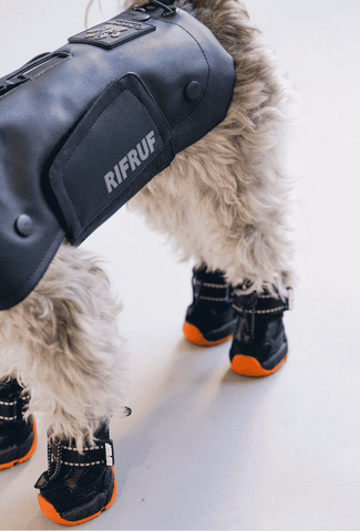 Dog Sneakers