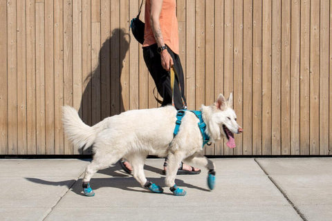 Dog in boots on a walk