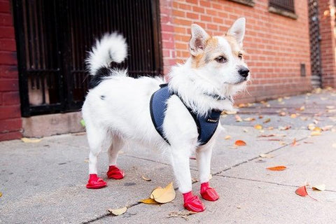 Dog in red boots