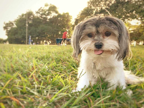 Small tan Havenese dog sitting on grass