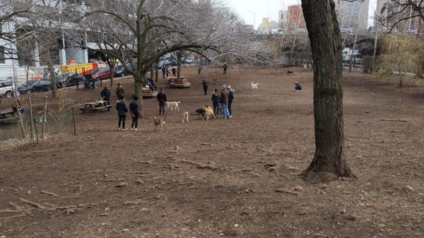 Hillside Dog Park Brooklyn New York
