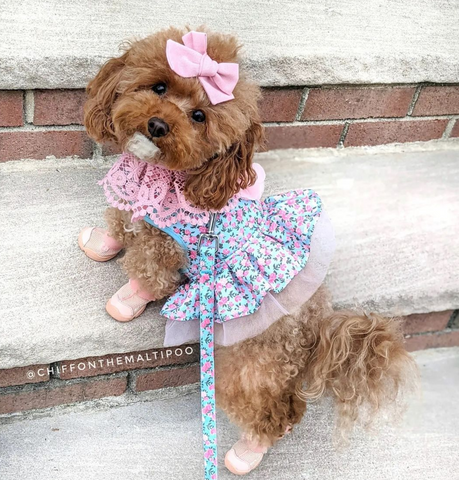 A little Maltese in frilly clothes and pink dog sneakers