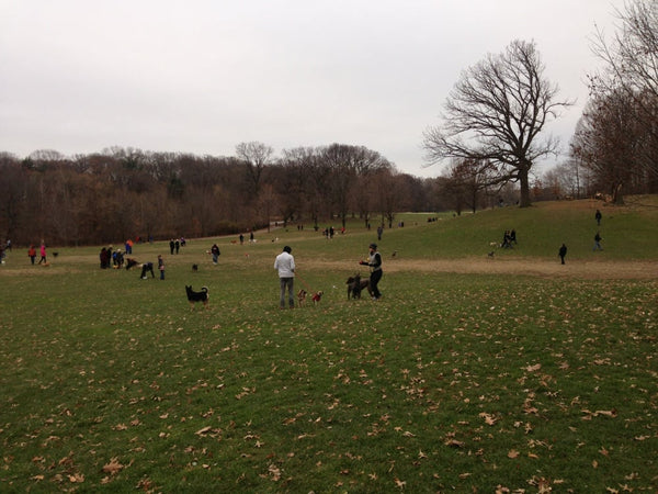 Prospect Park Dog Run Brooklyn New York 