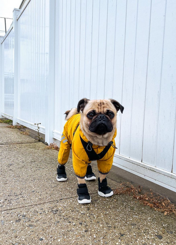 A fawn pug walking outside wearing black and white dog shoes 