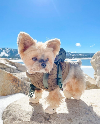 An adorable Yorkshire Terrier in a brown dog sweater