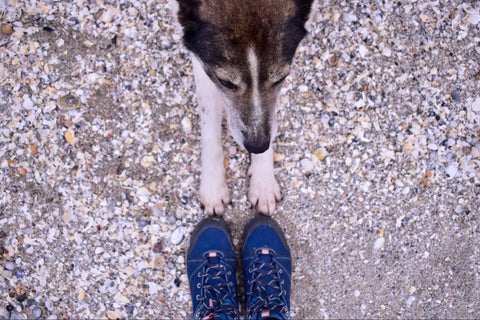 a dog putting its feet next to its owners