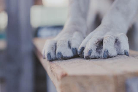 a photo of dog paws