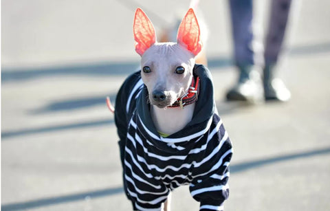 A greyish American Hairless Terrier walking in New York