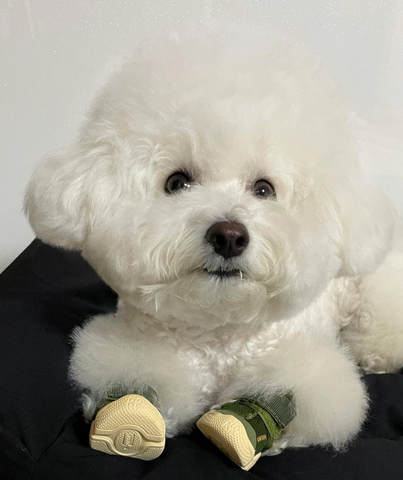 A white Bichon Frise in green dog shoes.