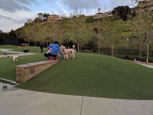 A group of dogs playing at Bluff Creek Dog Park