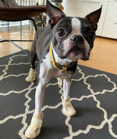A spotted boston terrier wearing white RIFRUF dog sneakers