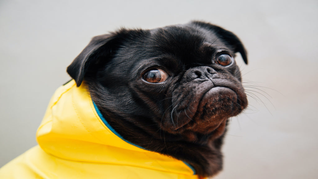 Black pug dog in a yellow raincoat