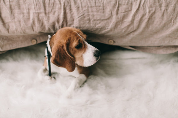 Beagle lying in bed 