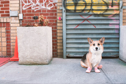 A corgi dog walking outside in pink RIFRUF Caesar sneakers 