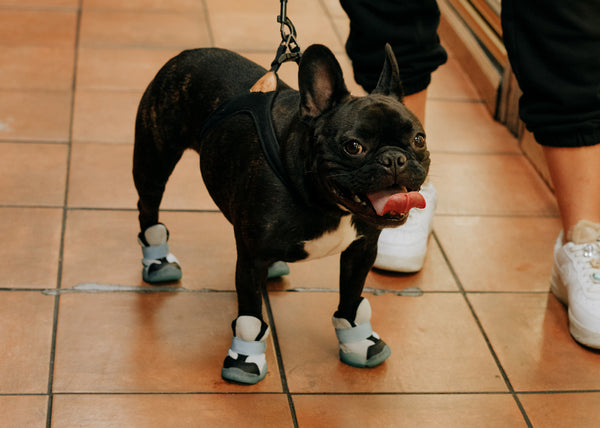 small blaack dog wearing the Caesar 1S in the ice colorway 