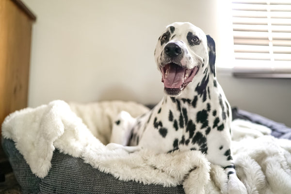 dalmatian on dog bed 