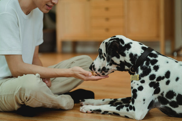 a person giving a dog a treat 
