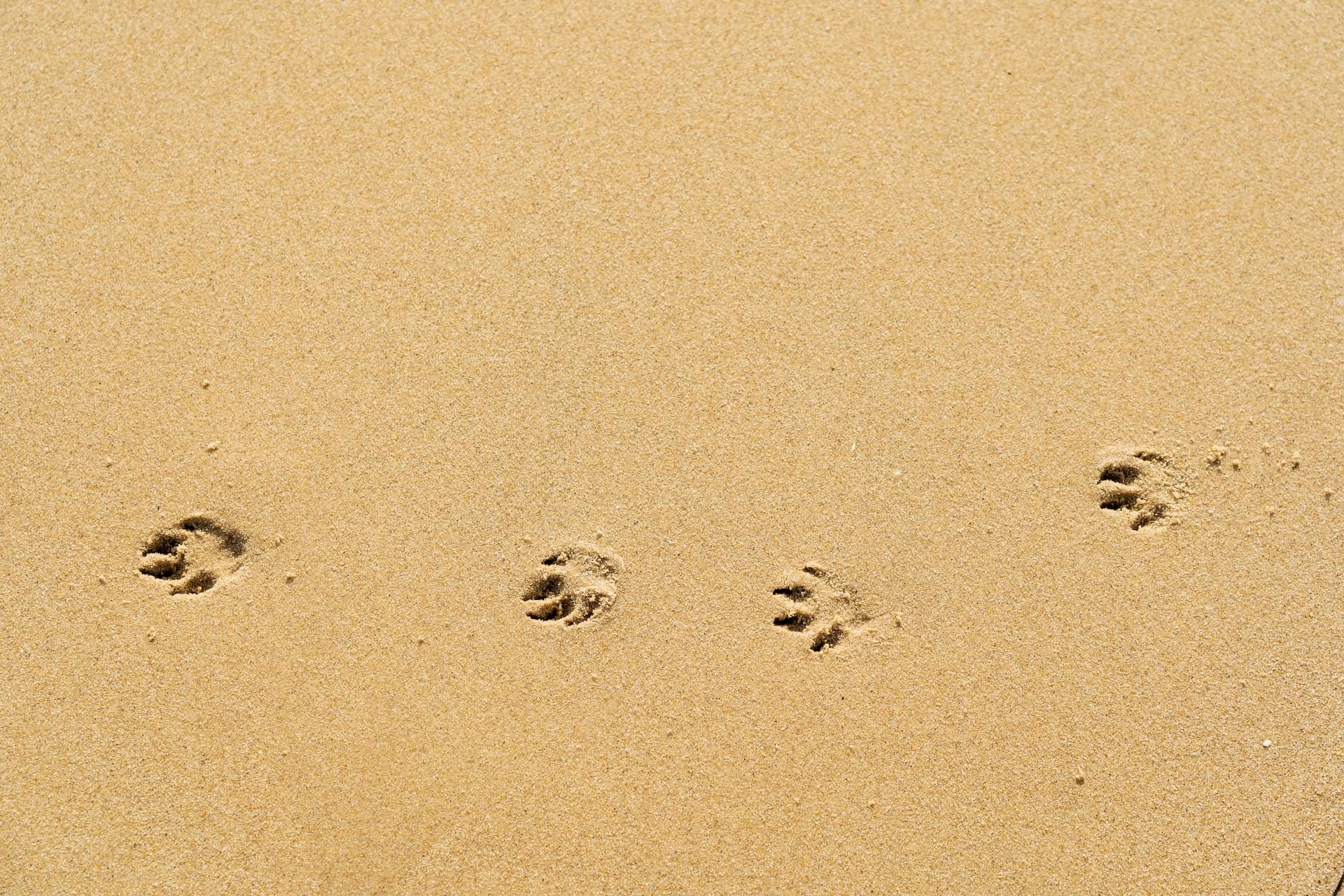 Dog paws in sand