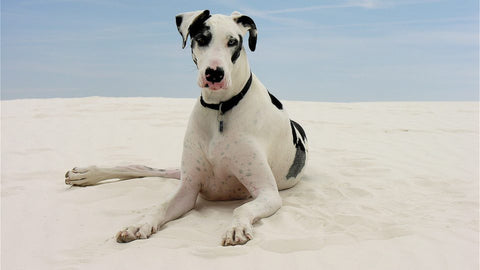 A white and black Great Dane laying on the beach. 