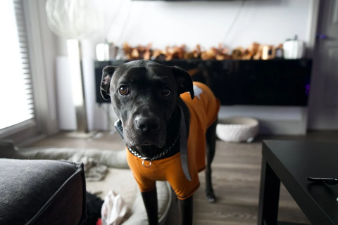 a dog hanging out in the living room