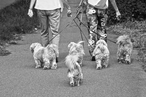 Person walking multiple dogs with hands-free leash