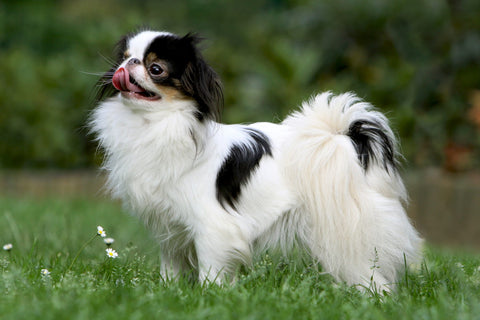 A black and white Japanese Chin dog