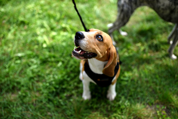 a small puppy on a leash at the park