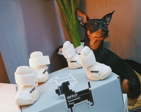  A black Miniature Pinscher posing with new RIFRUF sneakers 