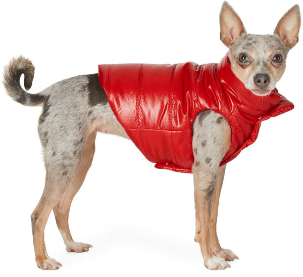 A dog in red, sleeveless, nylon jacket.  