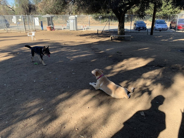 2 dogs laying down at Griffith Park Dog Park