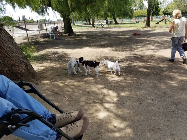 2 dogs playing at Sepulveda Basin Off Leash Dog Park