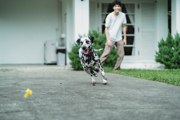 A dog running towards a toy