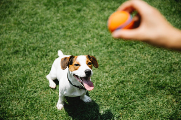 A dog owner with ball taming purebred dog on lawn