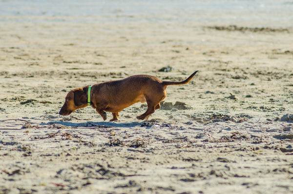 brown dog sniffing around at the beach 