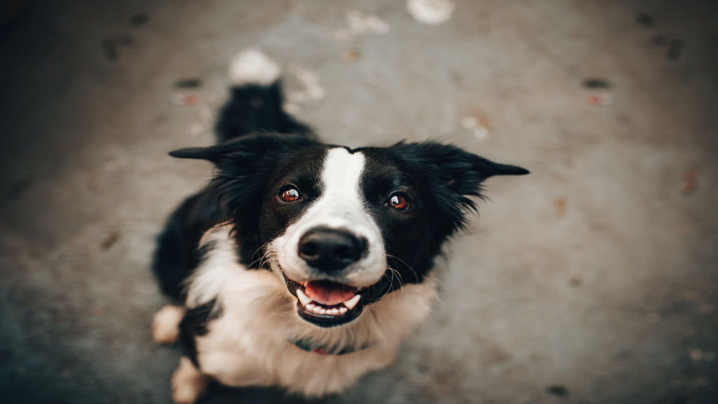 Black and White Dog Looking at Camera 