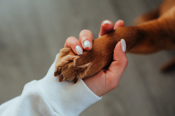 A woman holding a puppy's paw