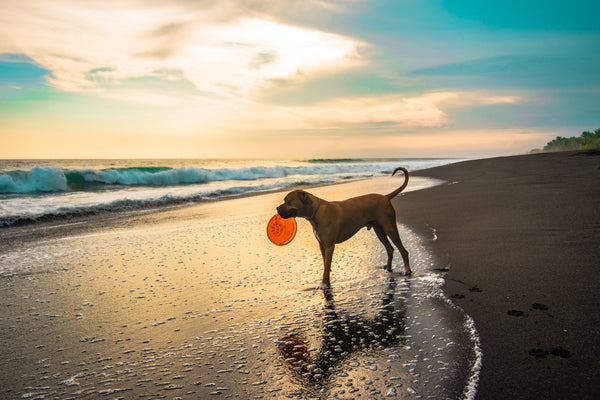 short coated brown dog playing in the beach 