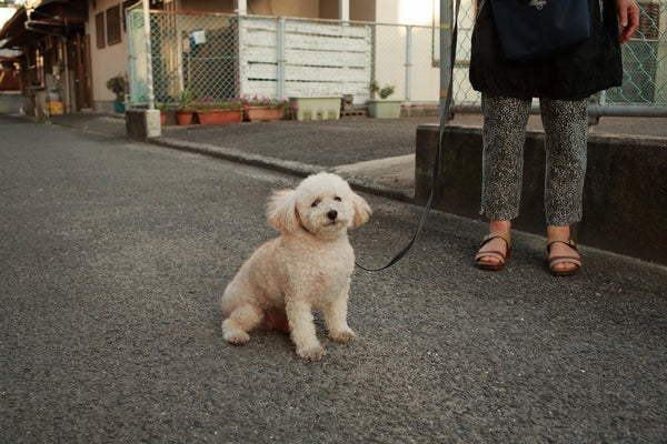small white dog refusing to walk on the street 