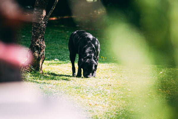 black dog on grass field 
