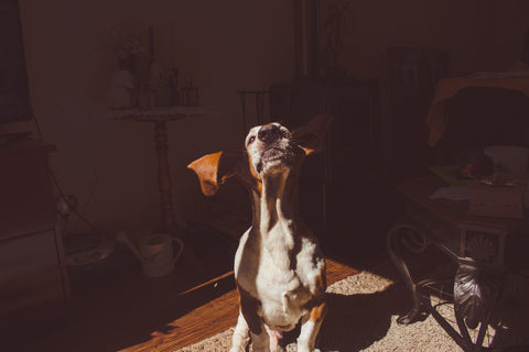 basset hound inside of an apartment 