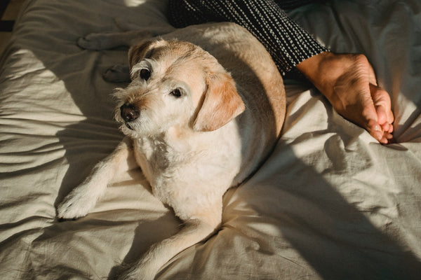 dog laying down in bed with owner
