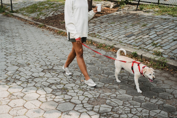 woman with takeaway coffee strolling on street with adorable dog