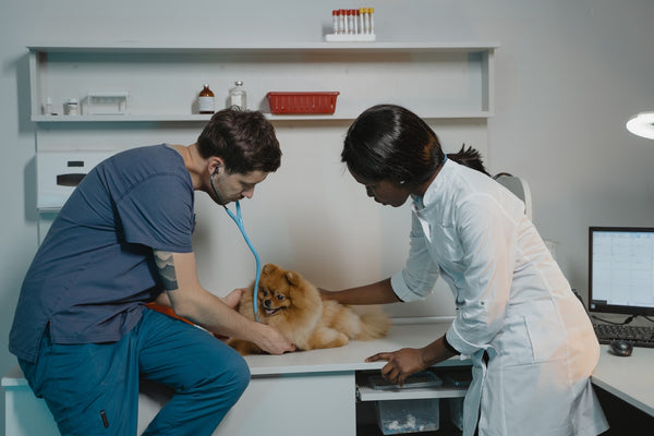A veterinarian checking a puppy for injuries